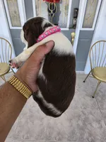 Puppy #5 liver and white , a female English Springer Spaniel for sale in Salton City, CA – 7 of 10