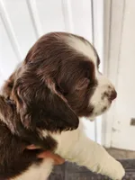 Puppy #4 🐶 AKC LIVER AND WHITE MALE. , a male English Springer Spaniel for sale in Salton City, CA – Photo 1 of 8