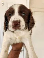 Puppy #4 🐶 AKC LIVER AND WHITE MALE. , a male English Springer Spaniel for sale in Salton City, CA – Photo 4 of 8