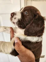 Puppy #4 🐶 AKC LIVER AND WHITE MALE. , a male English Springer Spaniel for sale in Salton City, CA – Photo 8 of 8