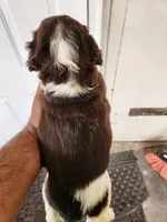 Puppy #4 🐶 AKC LIVER AND WHITE MALE. , a male English Springer Spaniel for sale in Salton City, CA – Photo 6 of 8