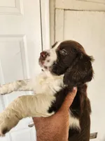 Puppy #4 🐶 AKC LIVER AND WHITE MALE. , a male English Springer Spaniel for sale in Salton City, CA – Photo 7 of 8