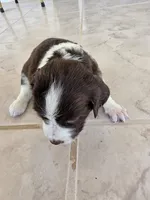 Puppy #6 Liver and white , a female English Springer Spaniel for sale in Salton City, CA – 2 of 10