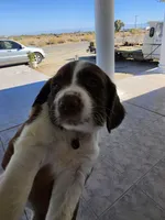 PUPPY #2 LIVER AND WHITE , a male English Springer Spaniel for sale in Salton City, CA – 8 of 10