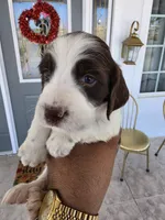 Puppy #5 liver and white , a female English Springer Spaniel for sale in Salton City, CA – 1 of 10