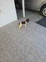 PUPPY #2 LIVER AND WHITE , a male English Springer Spaniel for sale in Salton City, CA – 10 of 10