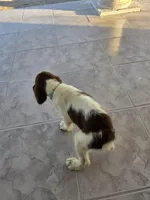 PUPPY #3 liver and white , a male English Springer Spaniel for sale in Salton City, CA – 9 of 10