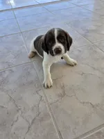 PUPPY #2 LIVER AND WHITE , a male English Springer Spaniel for sale in Salton City, CA – 9 of 10