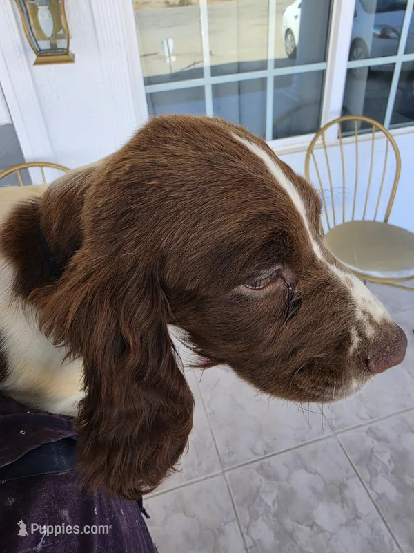 PUPPY #2 LIVER AND WHITE  – English Springer Spaniel puppy for sale in Salton City, CA