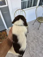 PUPPY #3 liver and white , a male English Springer Spaniel for sale in Salton City, CA – 10 of 10
