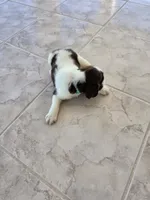 PUPPY #3 liver and white , a male English Springer Spaniel for sale in Salton City, CA – 9 of 10