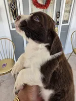 Puppy #7 liver and white , a female English Springer Spaniel for sale in Salton City, CA – 8 of 10