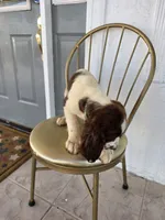 PUPPY #3 liver and white , a male English Springer Spaniel for sale in Salton City, CA – 7 of 10