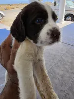 PUPPY #1 LIVER AND WHITE , a male English Springer Spaniel for sale in Salton City, CA – 2 of 10