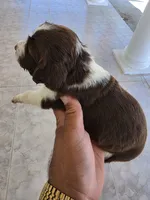 Puppy #6 Liver and white , a female English Springer Spaniel for sale in Salton City, CA – 7 of 10