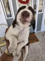 Puppy #7 liver and white , a female English Springer Spaniel for sale in Salton City, CA – 10 of 10