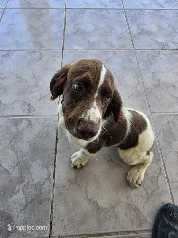 PUPPY #2 LIVER AND WHITE  – English Springer Spaniel puppy for sale in Salton City, CA