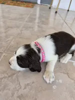 Puppy #5 liver and white , a female English Springer Spaniel for sale in Salton City, CA – 3 of 10
