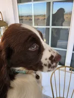 PUPPY #3 liver and white , a male English Springer Spaniel for sale in Salton City, CA – 3 of 10
