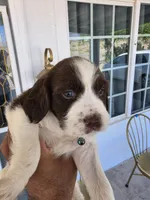 PUPPY #3 liver and white , a male English Springer Spaniel for sale in Salton City, CA – 6 of 10