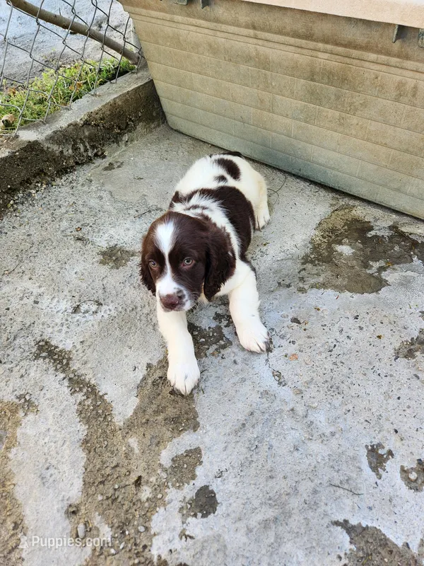 Puppy #3 🐶 AKC LIVER AND WHITE MALE. – English Springer Spaniel puppy on hold in Salton City, CA