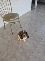 PUPPY #2 LIVER AND WHITE , a male English Springer Spaniel for sale in Salton City, CA – 7 of 10