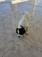 PUPPY #1 LIVER AND WHITE , a male English Springer Spaniel for sale in Salton City, CA – 7 of 10