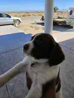 PUPPY #2 LIVER AND WHITE , a male English Springer Spaniel for sale in Salton City, CA – 6 of 10