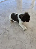 PUPPY #2 LIVER AND WHITE , a male English Springer Spaniel for sale in Salton City, CA – 10 of 10