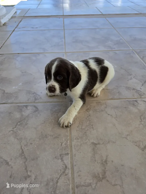 PUPPY #2 LIVER AND WHITE  – English Springer Spaniel puppy for sale in Salton City, CA