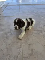 PUPPY #2 LIVER AND WHITE , a male English Springer Spaniel for sale in Salton City, CA – 1 of 10