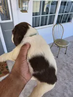 PUPPY #3 liver and white , a male English Springer Spaniel for sale in Salton City, CA – 5 of 10