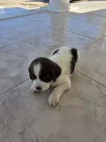 PUPPY #3 liver and white , a male English Springer Spaniel for sale in Salton City, CA – 8 of 10