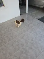 PUPPY #2 LIVER AND WHITE , a male English Springer Spaniel for sale in Salton City, CA – 9 of 10