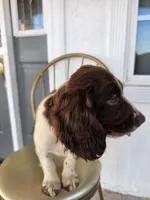 PUPPY #2 LIVER AND WHITE , a male English Springer Spaniel for sale in Salton City, CA – 5 of 10