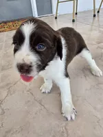 Puppy #7 liver and white , a female English Springer Spaniel for sale in Salton City, CA – 3 of 10