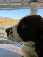 PUPPY #3 liver and white , a male English Springer Spaniel for sale in Salton City, CA – 2 of 10