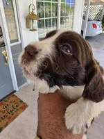 Puppy #7 liver and white , a female English Springer Spaniel for sale in Salton City, CA – 4 of 10