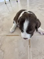 Puppy #6 Liver and white , a female English Springer Spaniel for sale in Salton City, CA – 3 of 10
