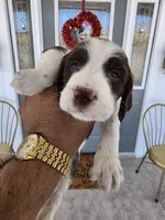 Puppy #5 liver and white , a female English Springer Spaniel for sale in Salton City, CA – 9 of 10