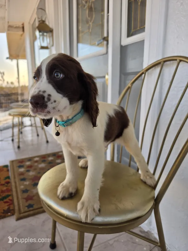 PUPPY #3 liver and white  – English Springer Spaniel puppy on hold in Salton City, CA