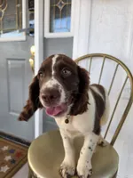 PUPPY #2 LIVER AND WHITE , a male English Springer Spaniel for sale in Salton City, CA – 3 of 10