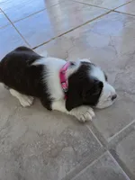 Puppy #5 liver and white , a female English Springer Spaniel for sale in Salton City, CA – 5 of 10