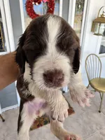 Puppy #6 Liver and white , a female English Springer Spaniel for sale in Salton City, CA – 8 of 10