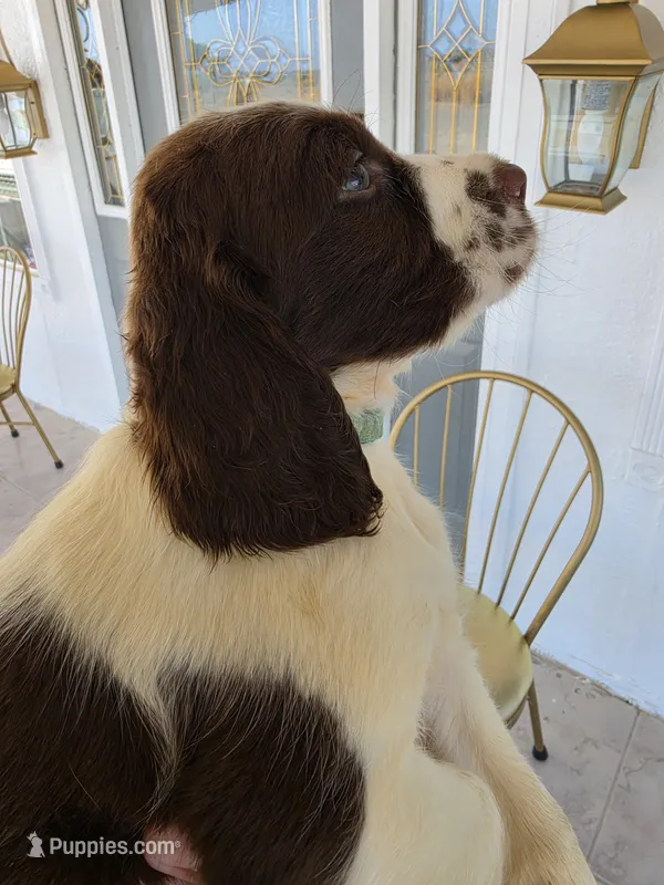 PUPPY #3 liver and white  – English Springer Spaniel puppy for sale in Salton City, CA