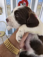 Puppy #5 liver and white , a female English Springer Spaniel for sale in Salton City, CA – 2 of 10
