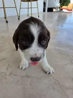 Puppy #7 liver and white , a female English Springer Spaniel for sale in Salton City, CA – 2 of 10