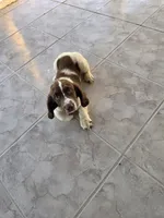 PUPPY #2 LIVER AND WHITE , a male English Springer Spaniel for sale in Salton City, CA – 4 of 10