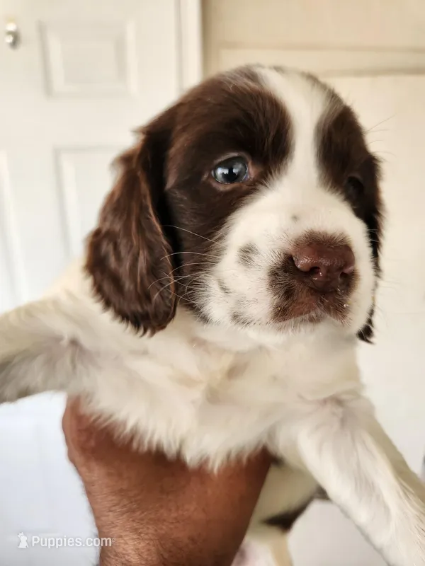 Puppy #1 🐶 AKC LIVER AND WHITE FEMALE. 