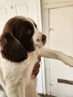 Puppy #1 🐶 AKC LIVER AND WHITE FEMALE. , a female English Springer Spaniel for sale in Salton City, CA – Photo 4 of 7